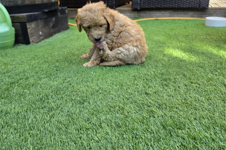 Goldendoodle