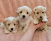 Maltipoo