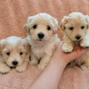 Maltipoo