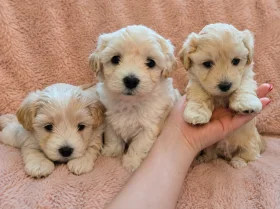 Maltipoo