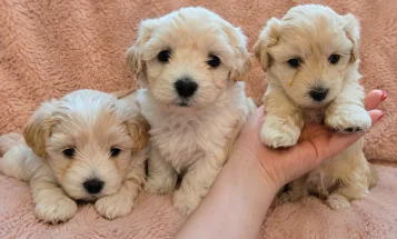 Maltipoo