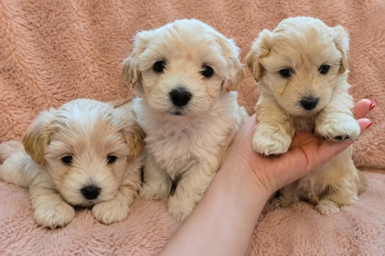 Maltipoo
