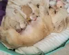 Maltipoo