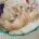 Maltipoo