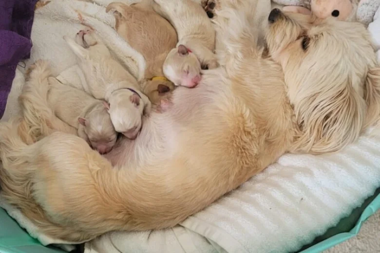 Maltipoo