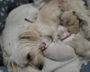 Maltipoo