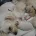 Maltipoo