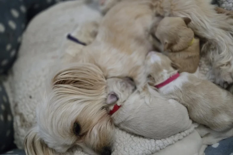 Maltipoo