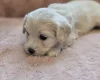 Maltipoo
