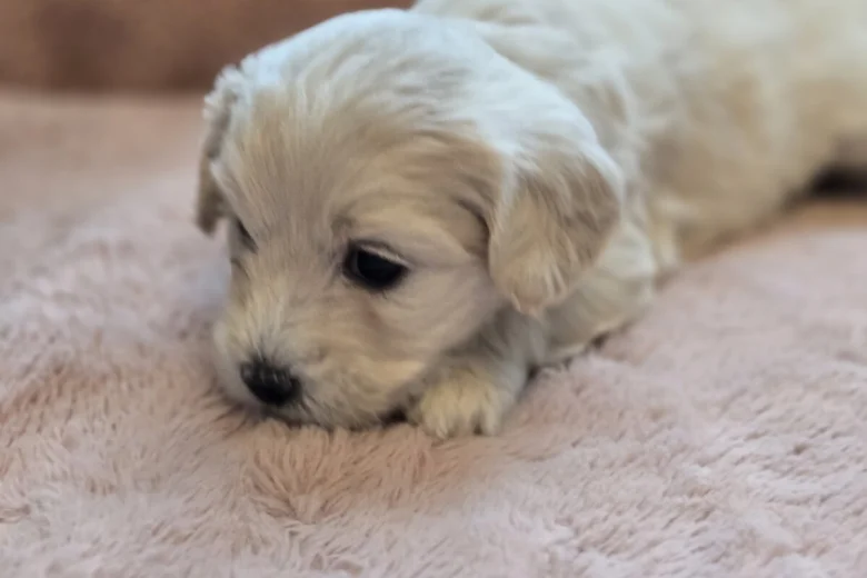 Maltipoo