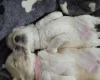 Maltipoo