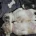 Maltipoo