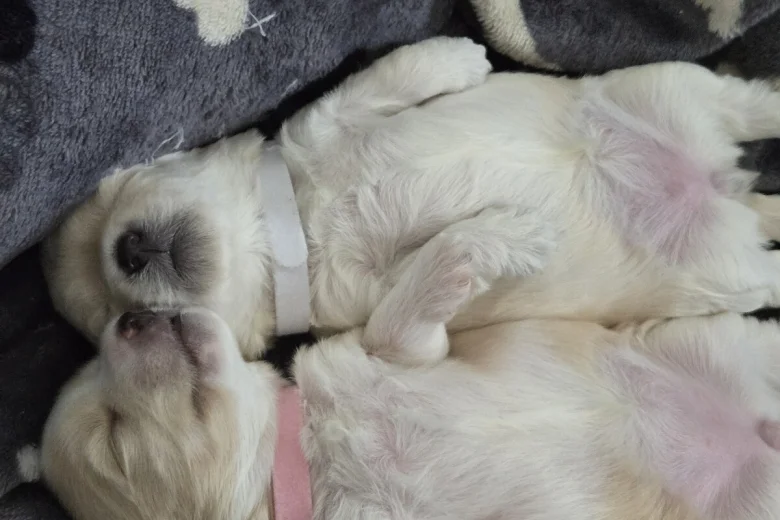 Maltipoo