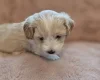 Maltipoo
