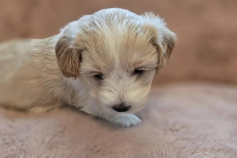 Maltipoo