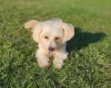 Maltipoo