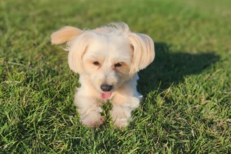 Maltipoo