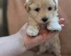 Maltipoo