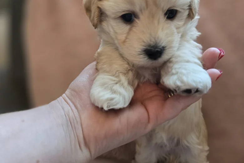 Maltipoo