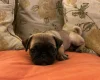 Pug
