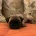 Pug