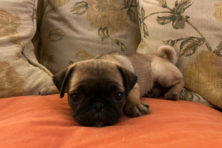 Pug