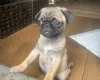 Pug