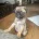 Pug