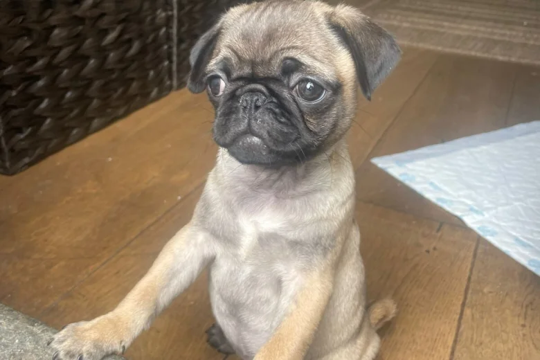 Pug