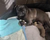 Pug