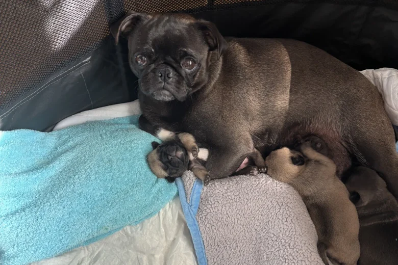 Pug
