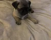 Pug