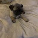 Pug