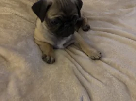 Pug