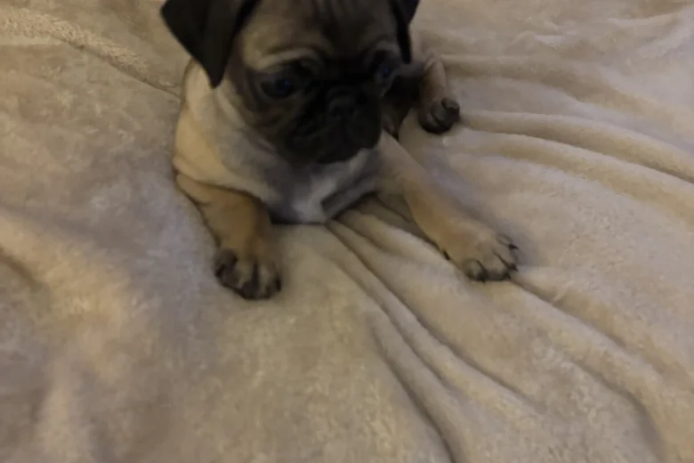 Pug