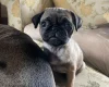 Pug