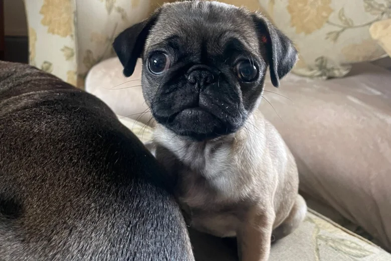 Pug