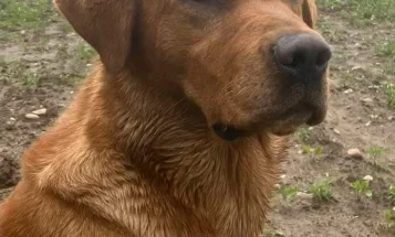 Labrador Retriever
