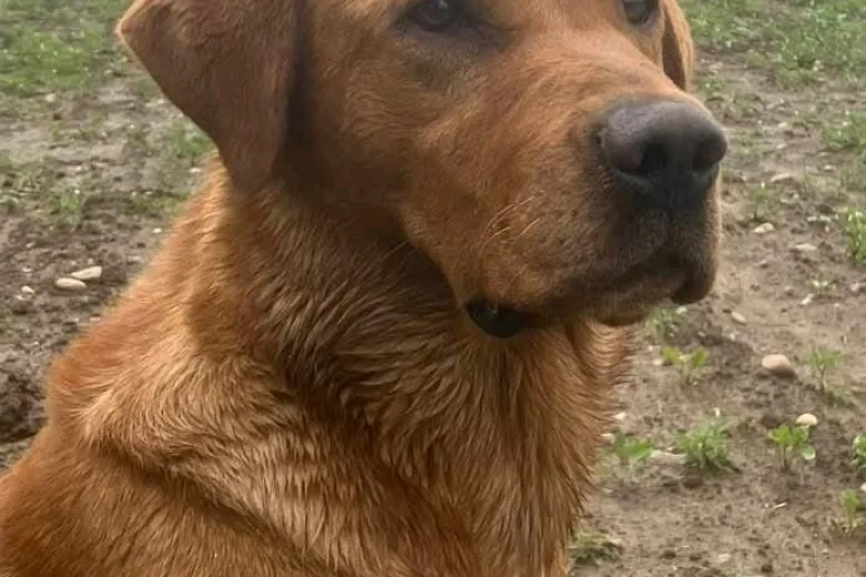 Labrador Retriever