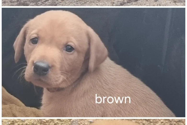 Labrador Retriever