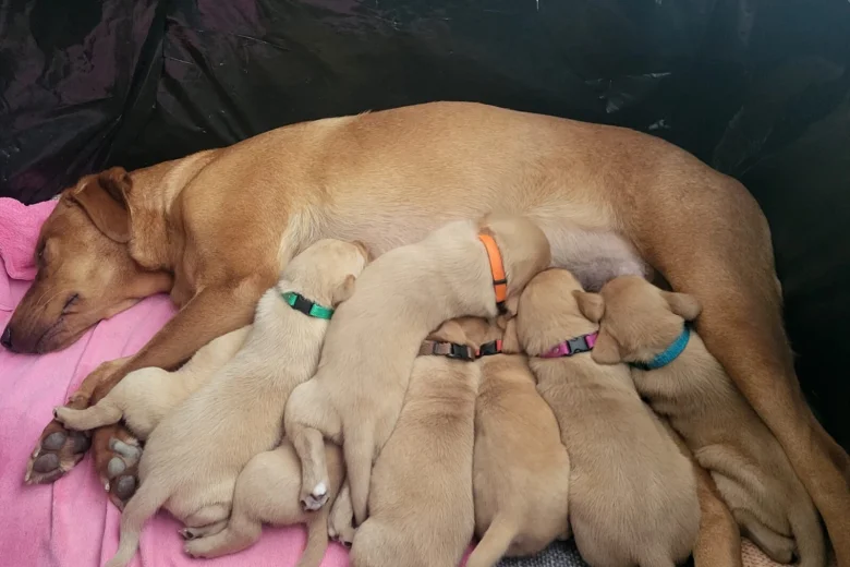 Labrador Retriever