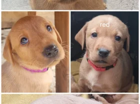 Labrador Retriever