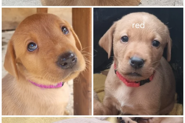 Labrador Retriever