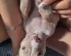Alapaha Blue Blood Bulldog