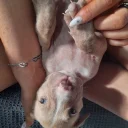 Alapaha Blue Blood Bulldog