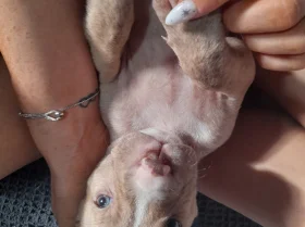Alapaha Blue Blood Bulldog