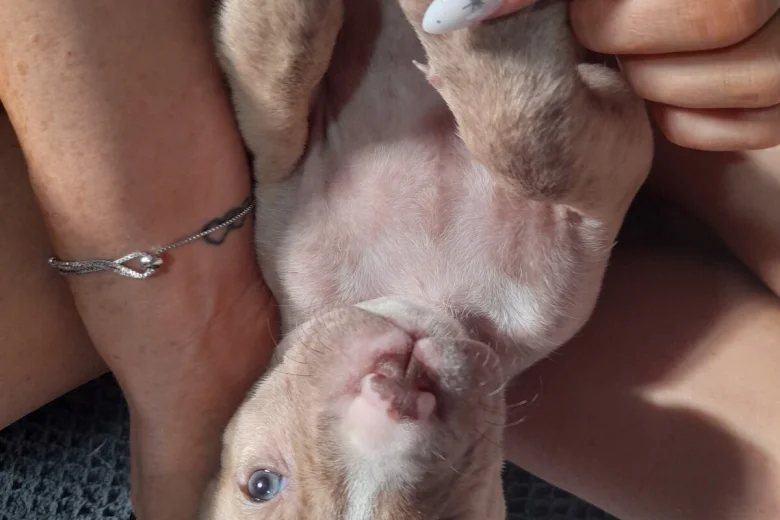 Alapaha Blue Blood Bulldog