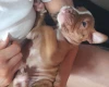 Alapaha Blue Blood Bulldog
