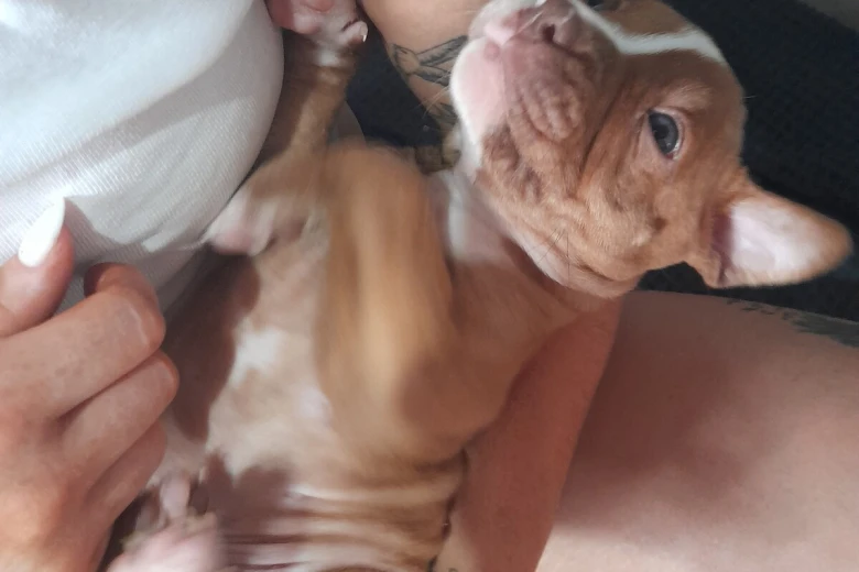 Alapaha Blue Blood Bulldog