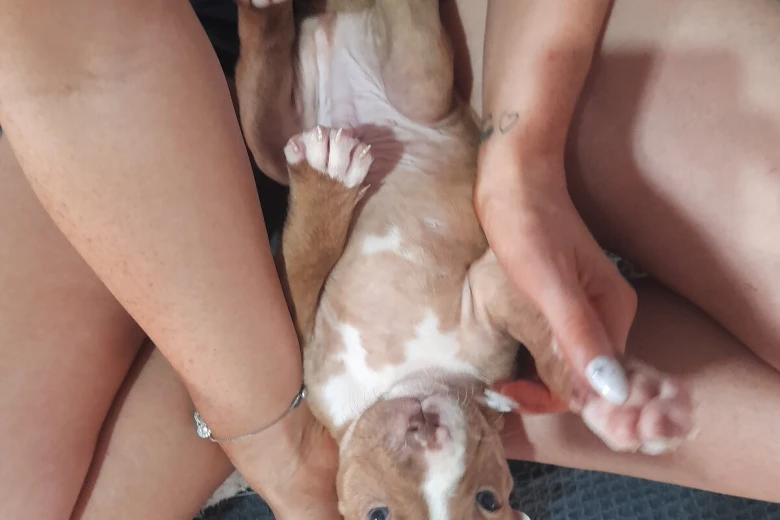 Alapaha Blue Blood Bulldog